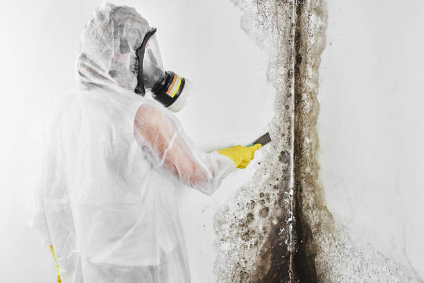 Best Commercial Mold Removal  in Shadeland, IN
