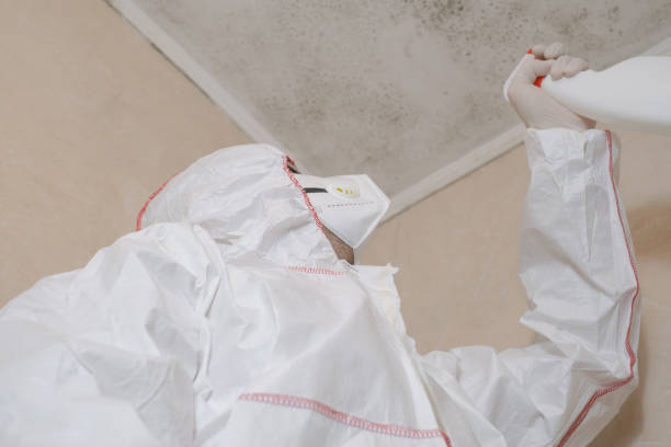 Mold Removal Process in Shadeland, IN