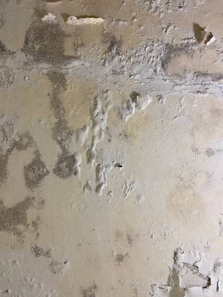 Best Mold Testing  in Shadeland, IN