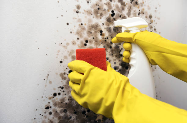 Best Professional Mold Removal  in Shadeland, IN